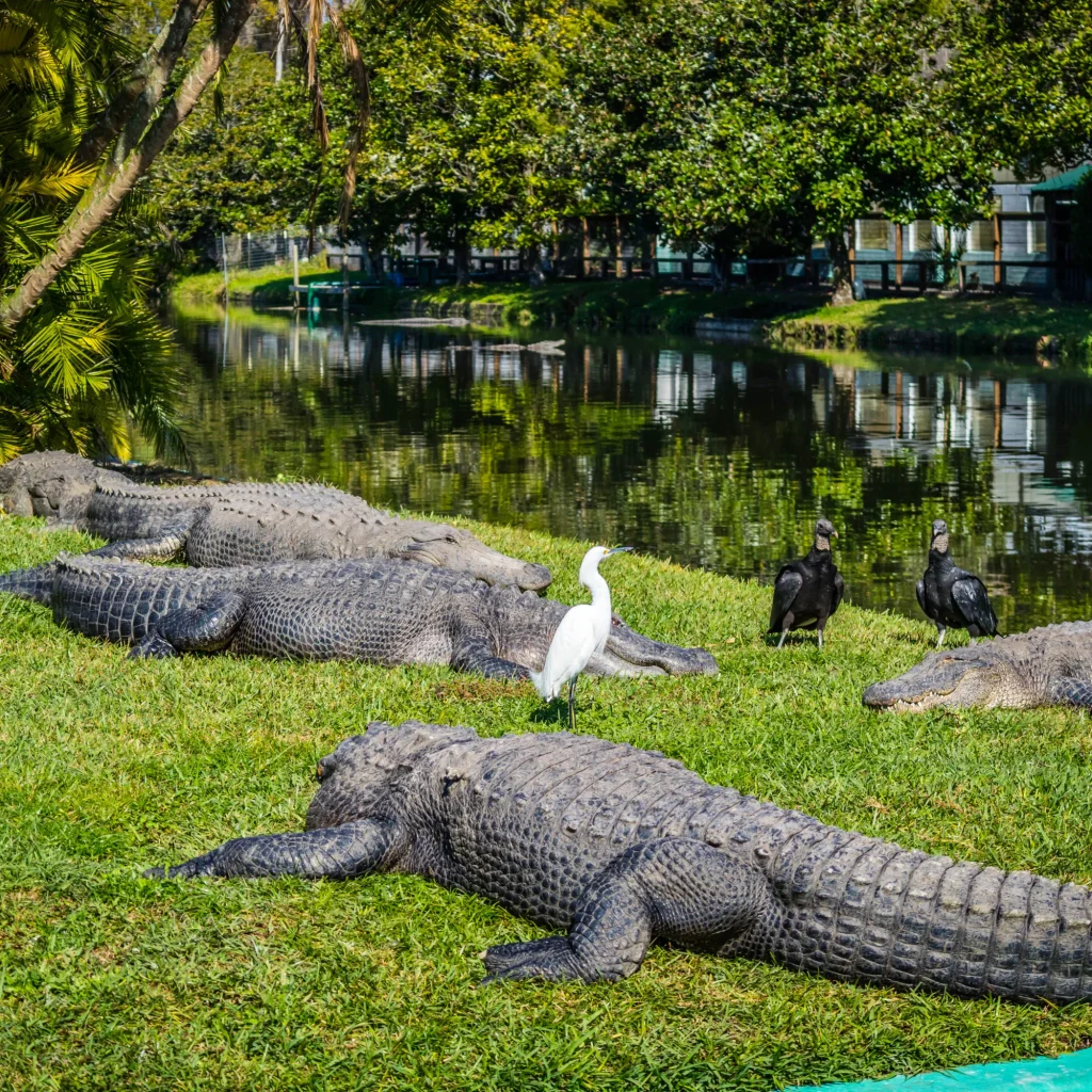 Alligators basking in the florida sun, orlando attraction